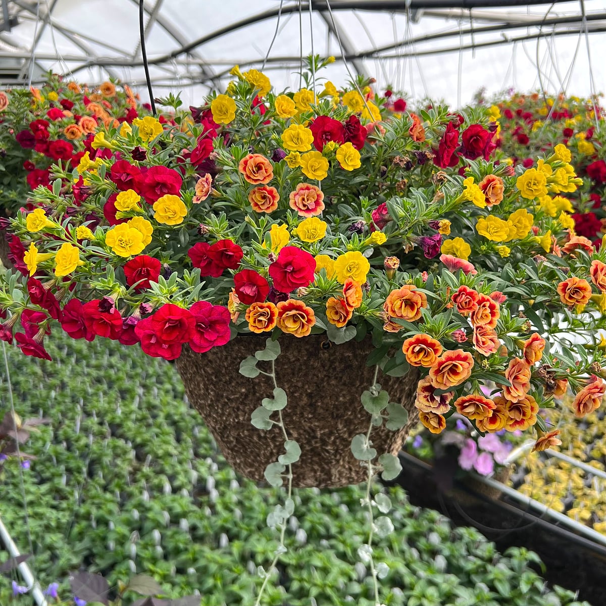 Greenhouse preview 19