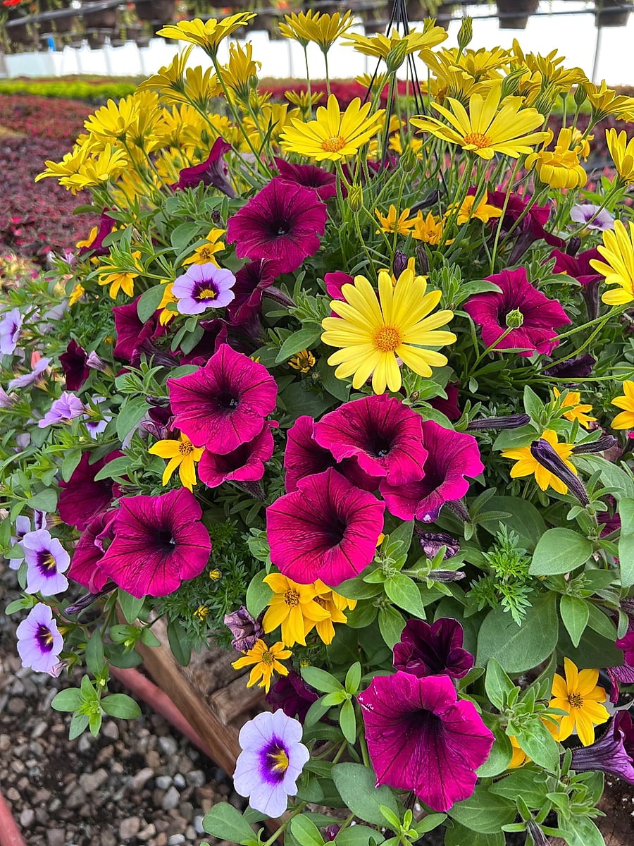 Greenhouse preview 23