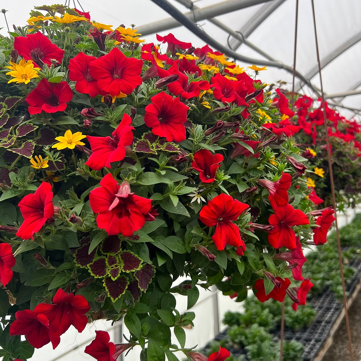 The Premium Hanging Basket 3