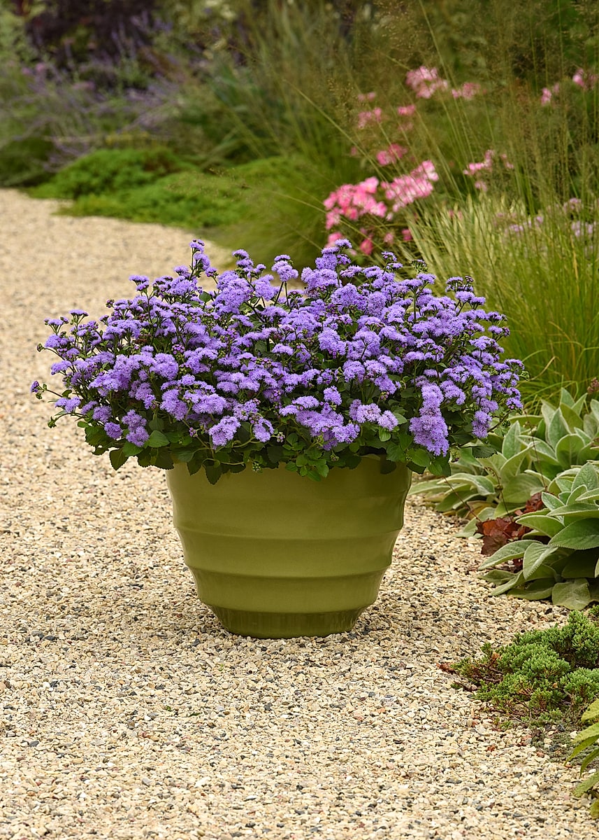 The Butterfly Gift 2