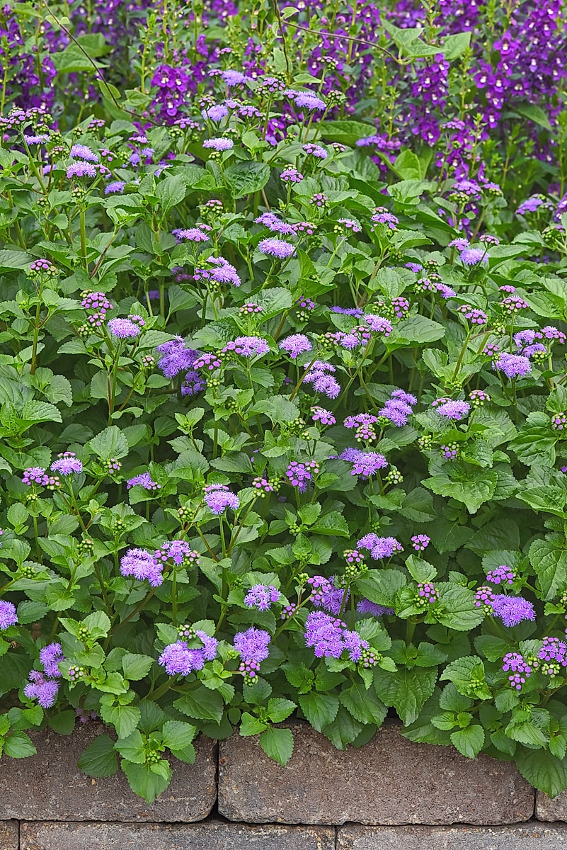 The Butterfly Gift 3