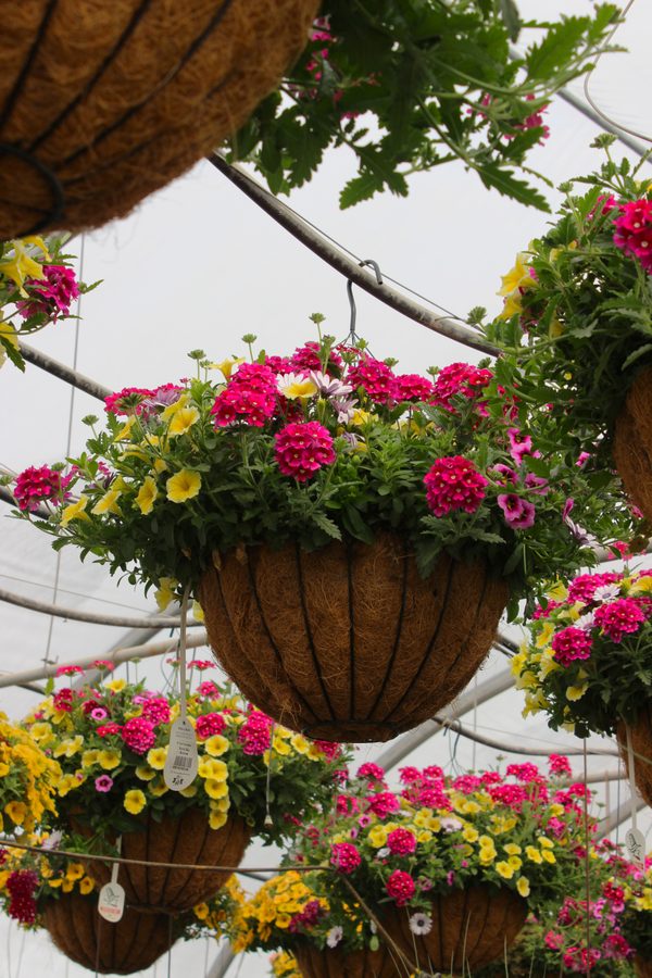 Greenhouse preview 16