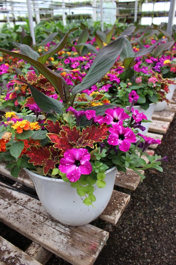 Greenhouse preview 10