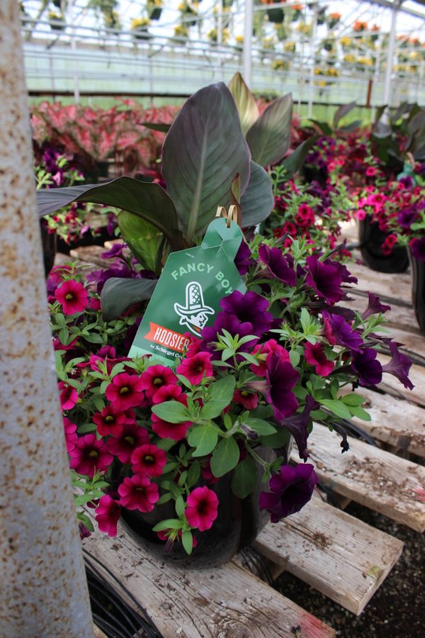 Greenhouse preview 5