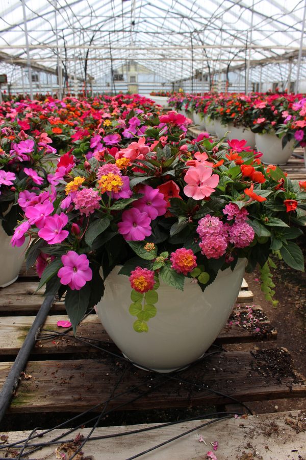 Greenhouse preview 11