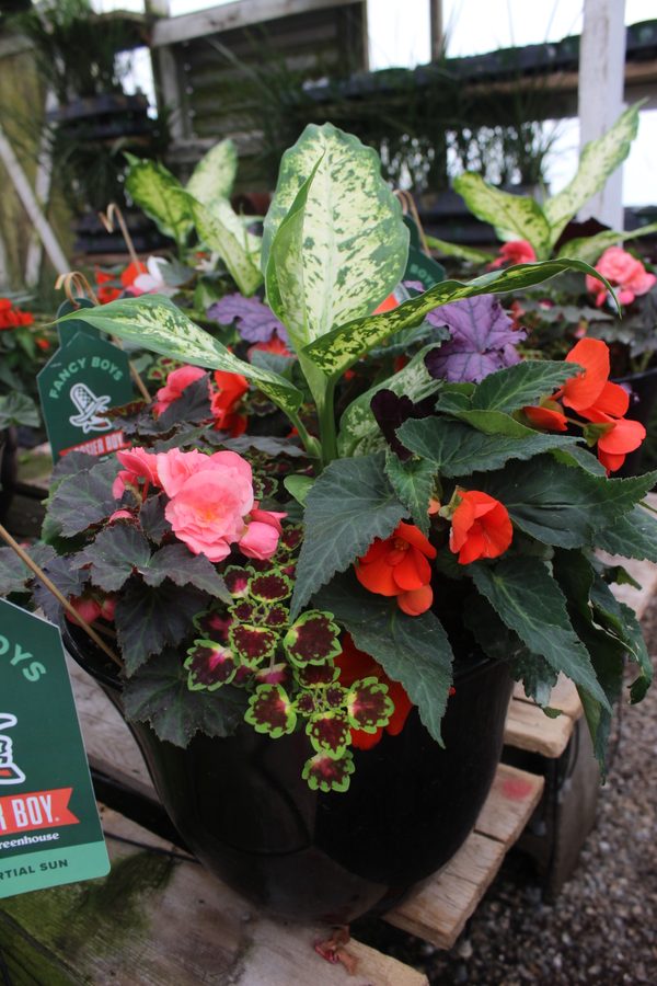 Greenhouse preview 13