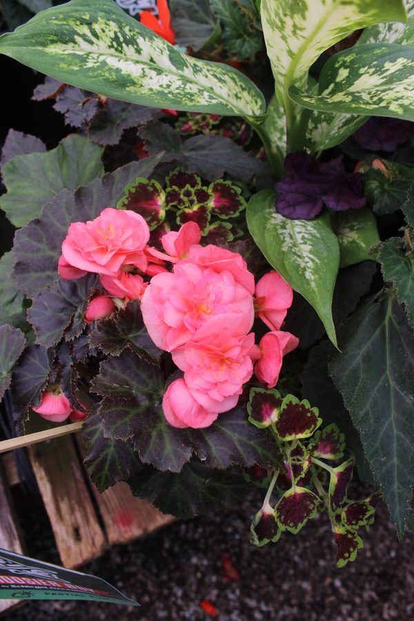 Greenhouse preview 15