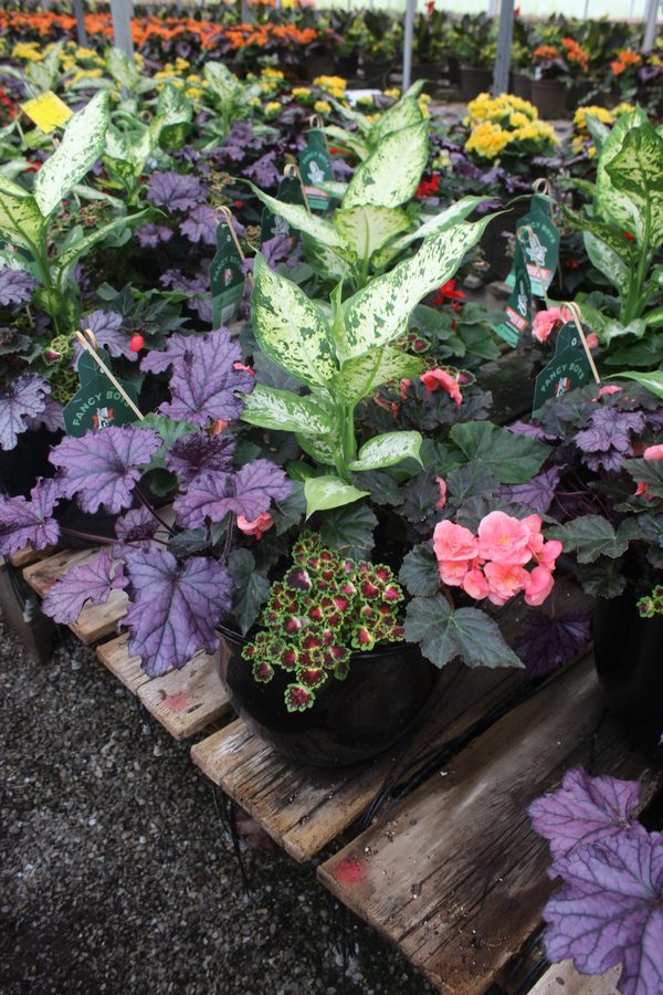 Greenhouse preview 8