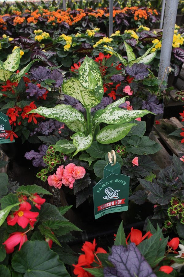 Greenhouse preview 17