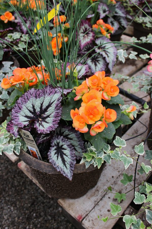 Greenhouse preview 21