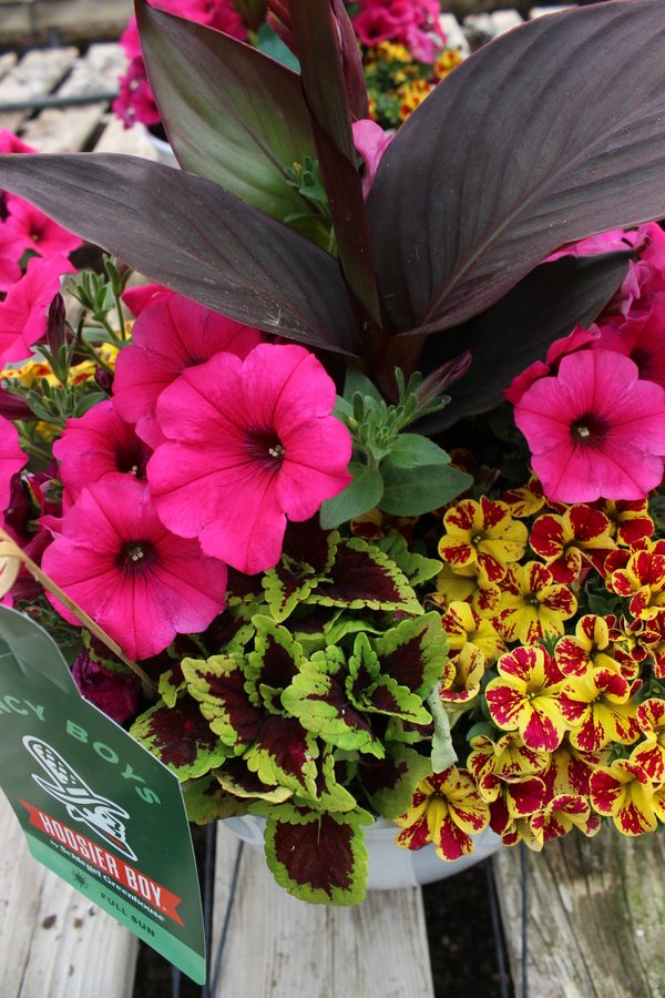 Greenhouse preview 7