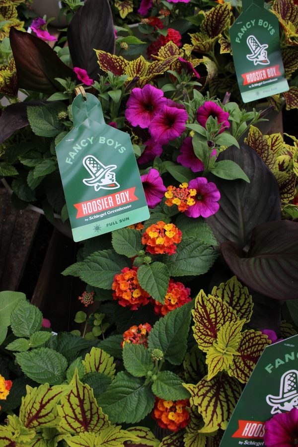 Greenhouse preview 18