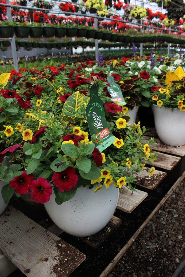 Greenhouse preview 20