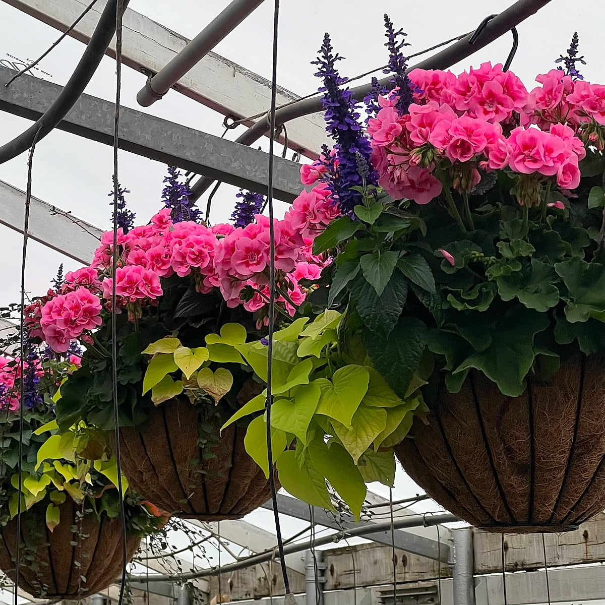 The Premium Hanging Basket 1