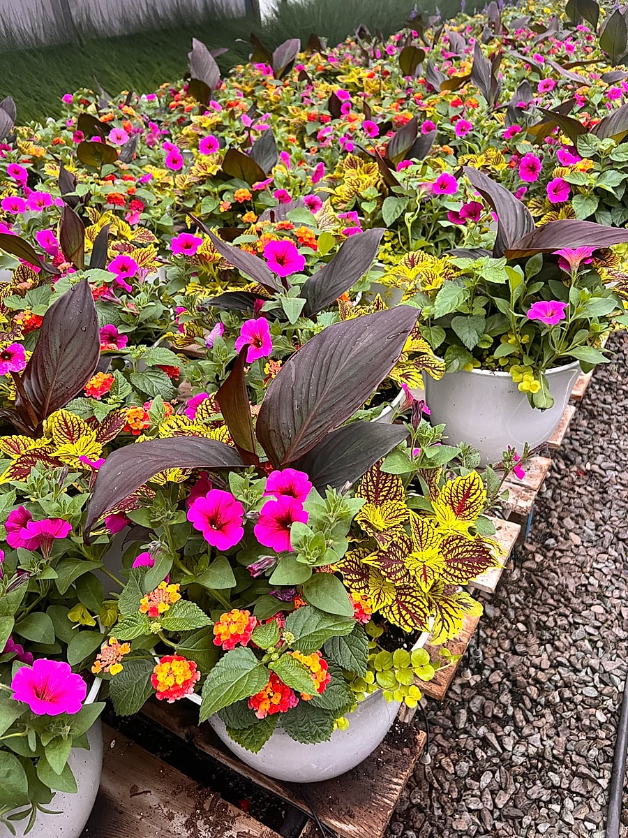 Greenhouse preview 3