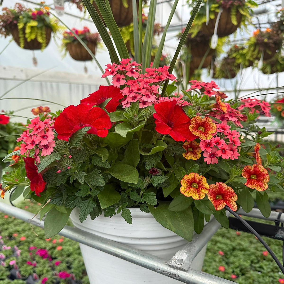 The Fancy Boy Planter 1