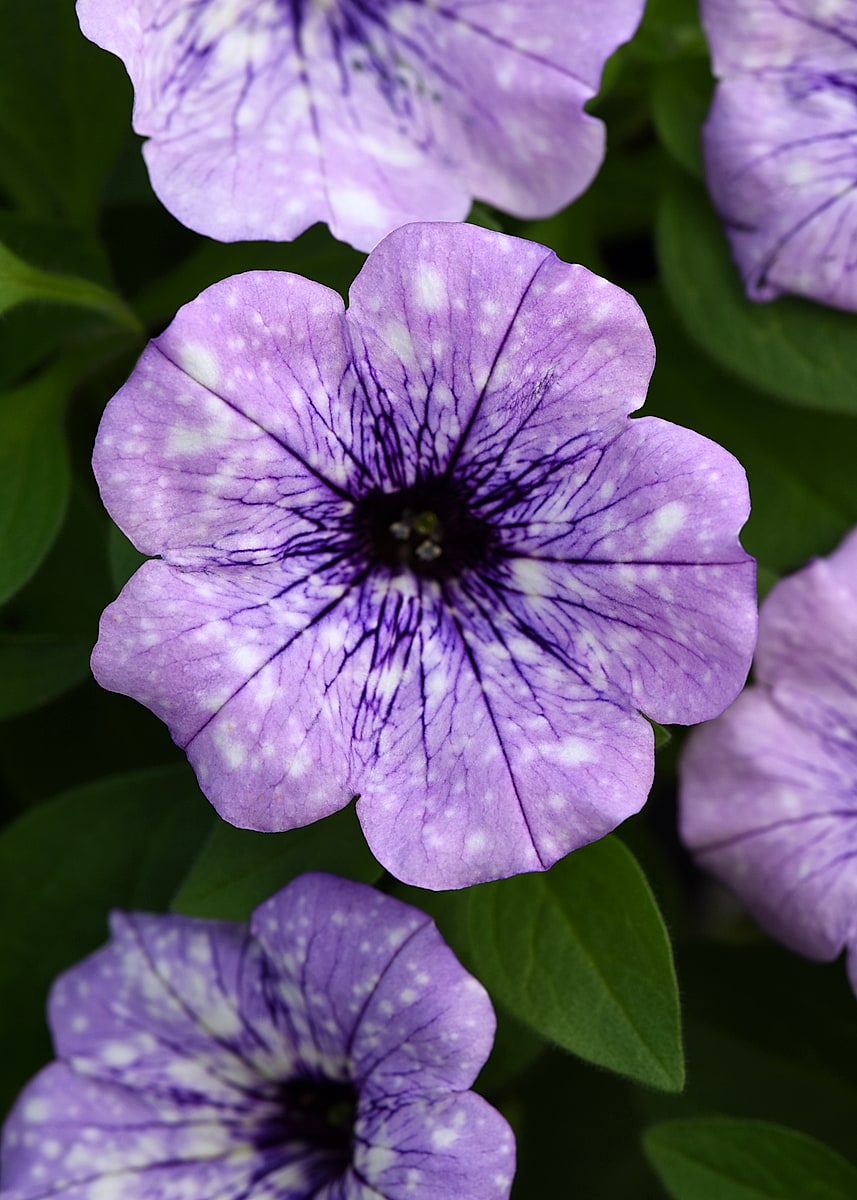 Design a Planter for Mom 3