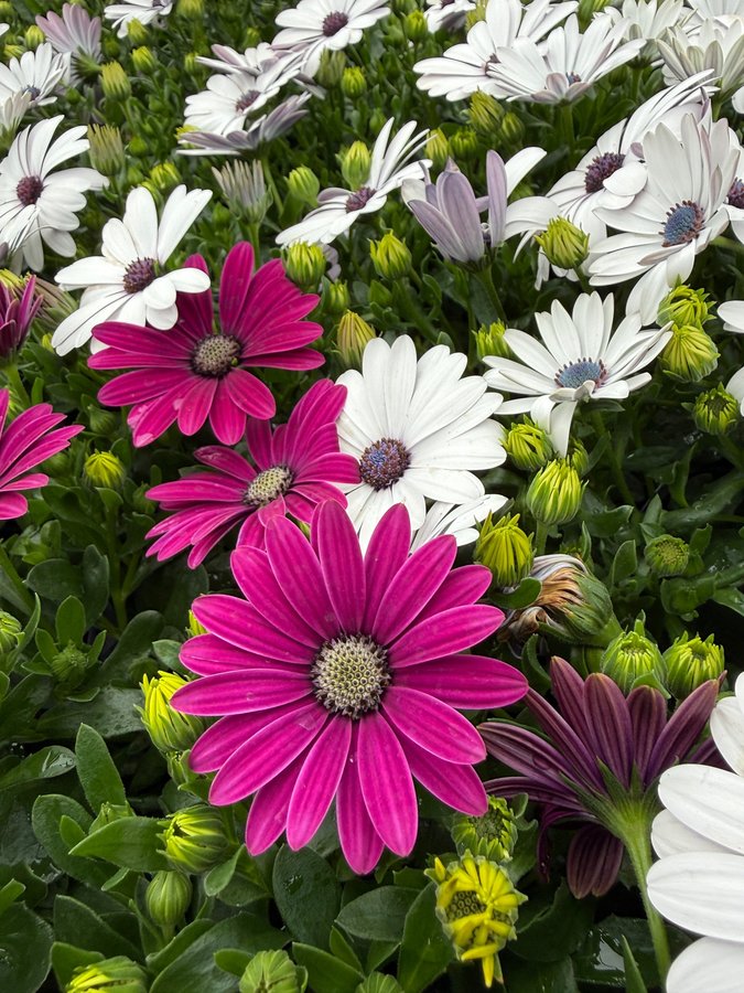 Osteospermum 2