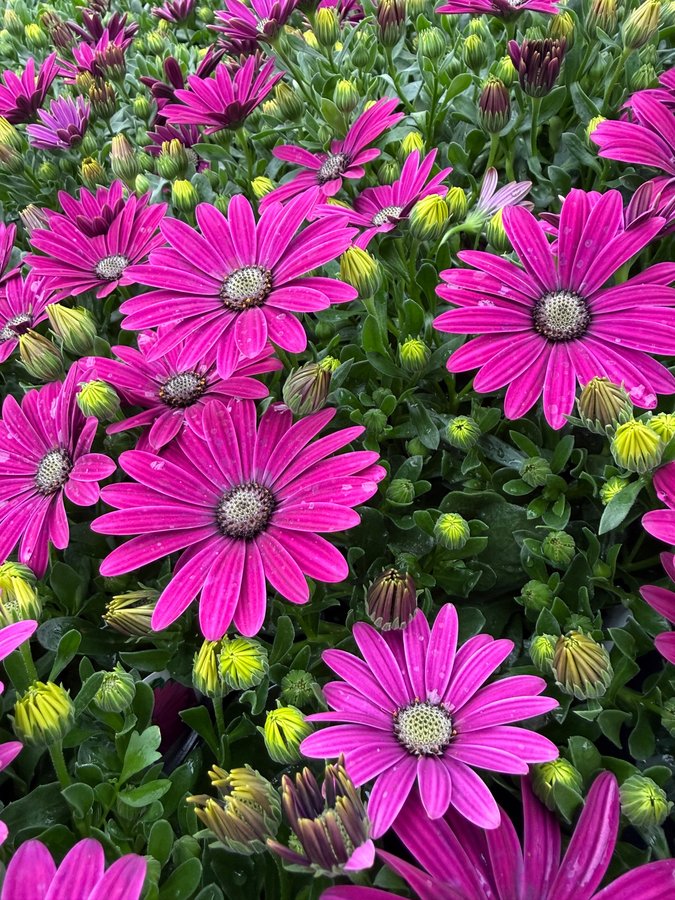 Osteospermum 5