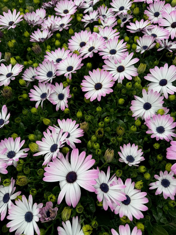 Osteospermum 4