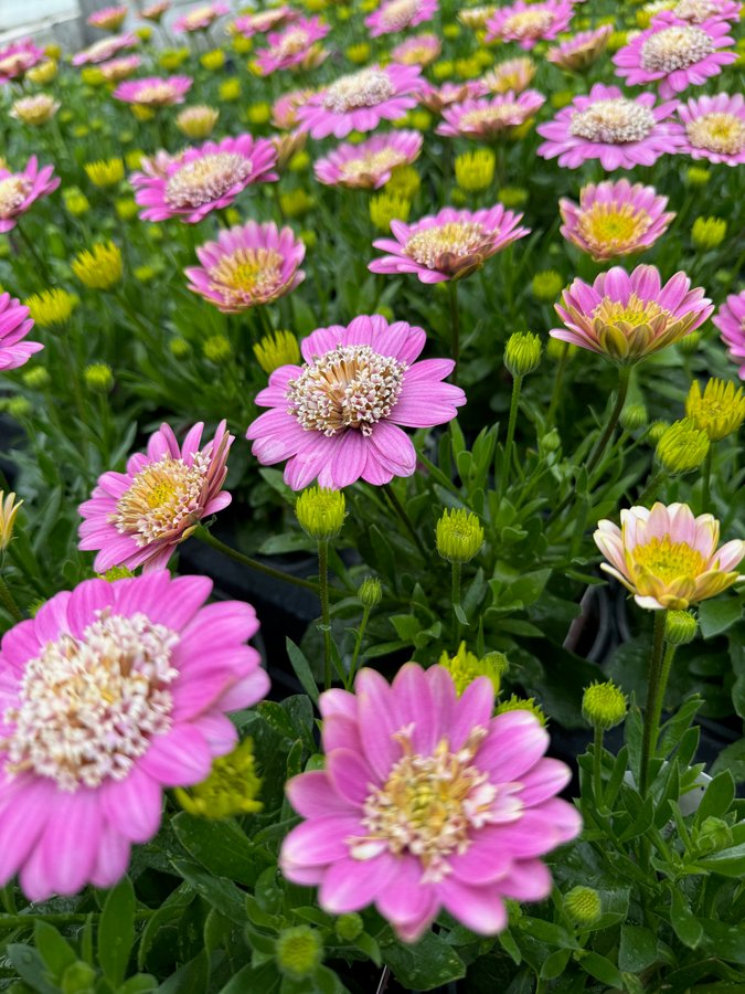 Osteospermum 7