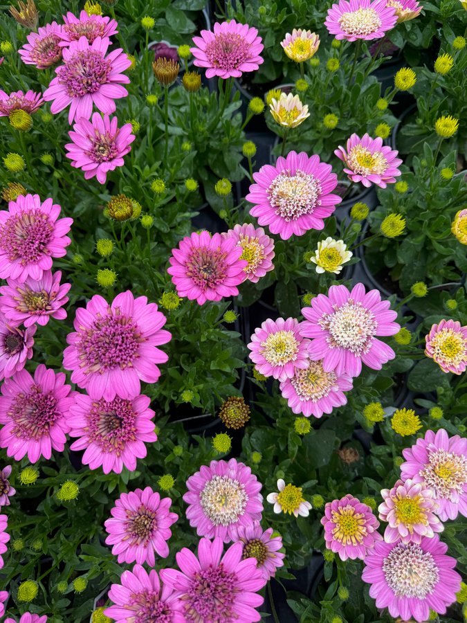 Osteospermum 10
