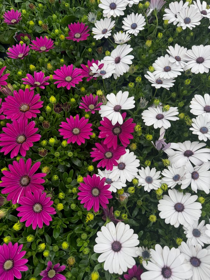 Osteospermum 12