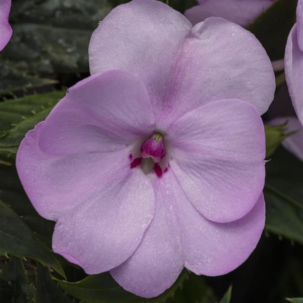 Orchid Blush